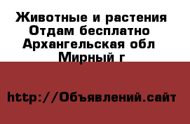 Животные и растения Отдам бесплатно. Архангельская обл.,Мирный г.